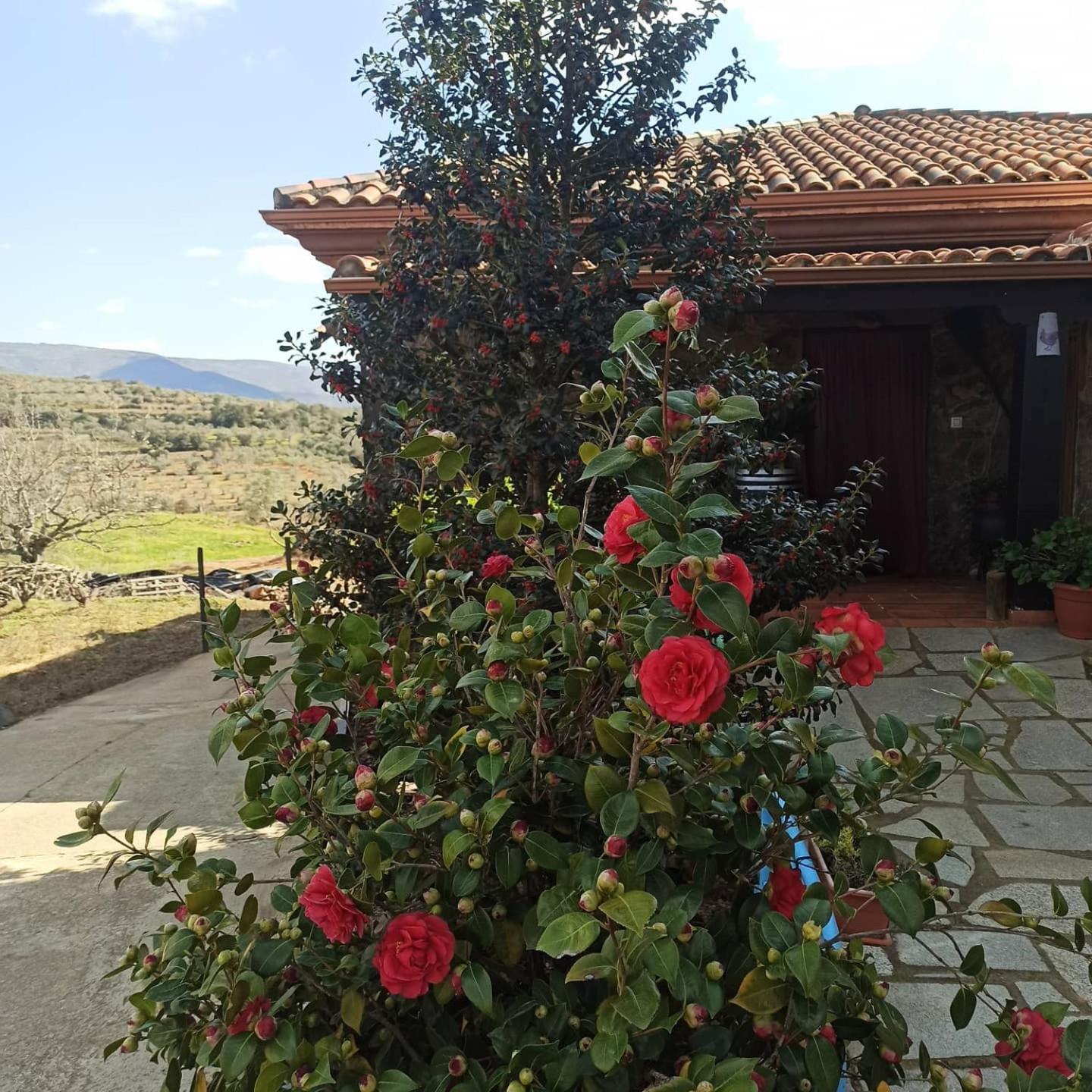 Casa Rural Los Olivos Sotoserrano Exterior foto